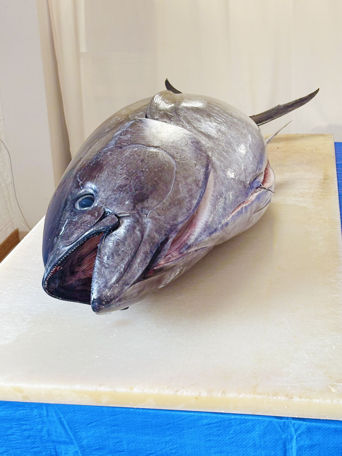 マグロ解体ショー 2026